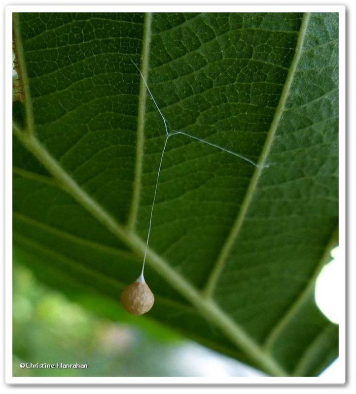Spider egg sac (Theridion sp.)