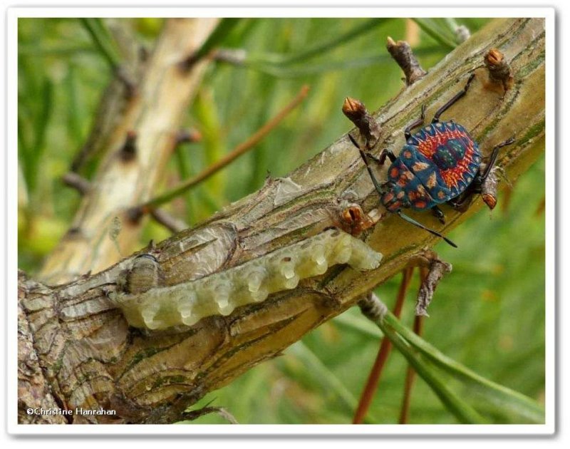 Stinkbug, predatory, nymph (Apoecilus) with European Pine Sawfly