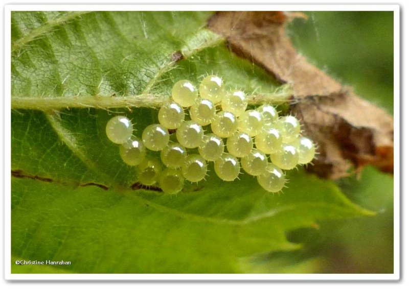 Stinkbug, predatory - eggs