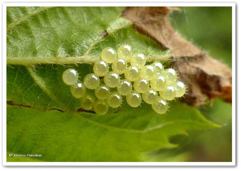 Stinkbug, predatory - eggs