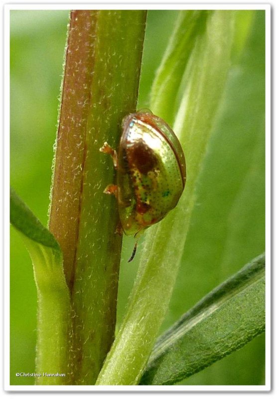 Golden tortoise beetle (Charidotella sexpunctata)