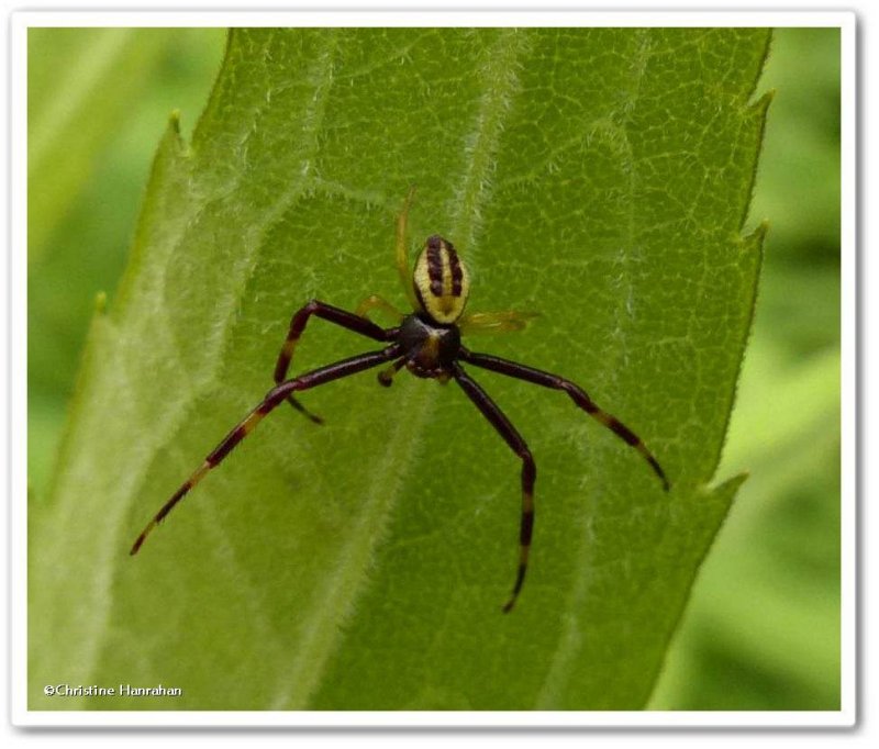 Crab spider, male (Misumena vatia)