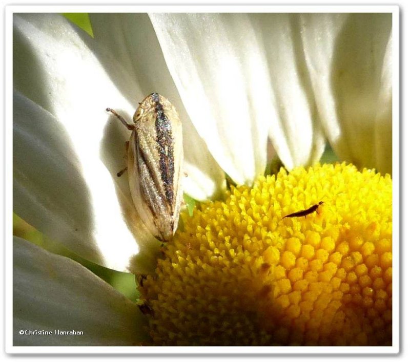 Meadow spittlebug  (Philaenus spumarius)