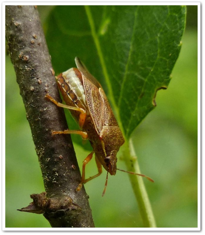 Stinkbug (Podisus brevispinus), female