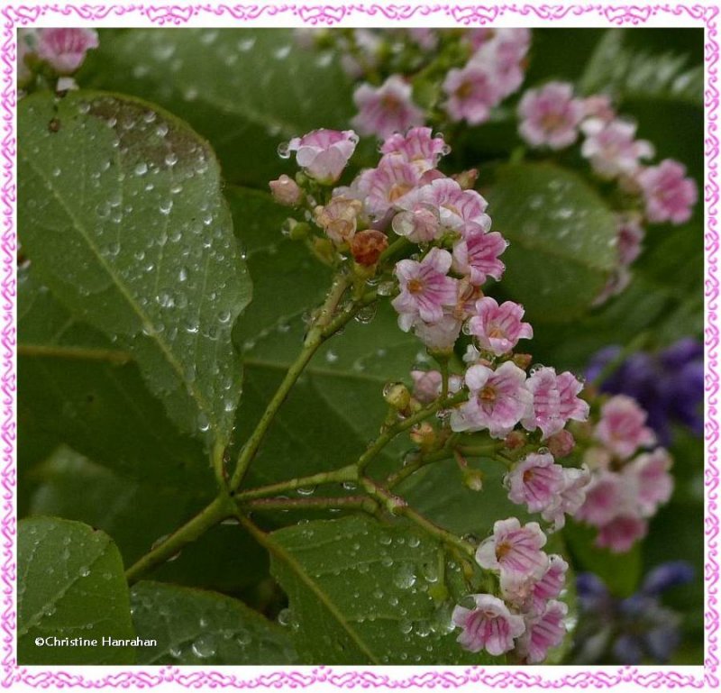 Spreading dogbane  (Apocynum androsaemifolium)