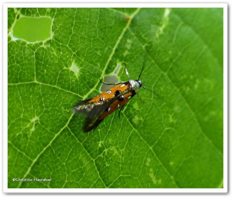  Linnaeus's Spangle-wing moth  (Chrysoclista linneella), #1463