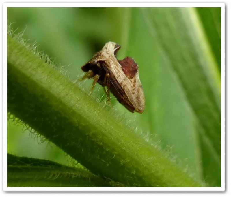 Treehopper (Entylia carinata)