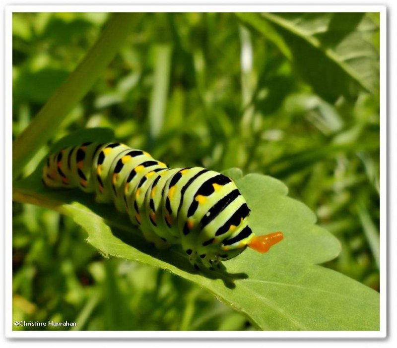 Black swallowtail butterfly caterpillar (Papilio polyxenes)