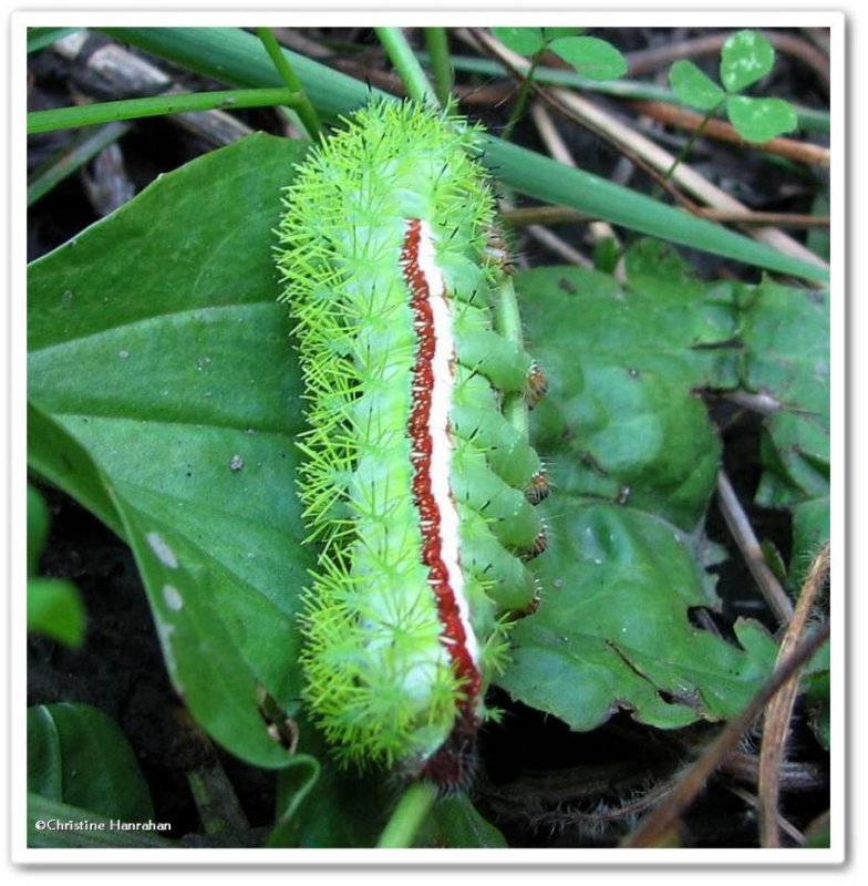 Io moth caterpillar  (Automeris io), #7746