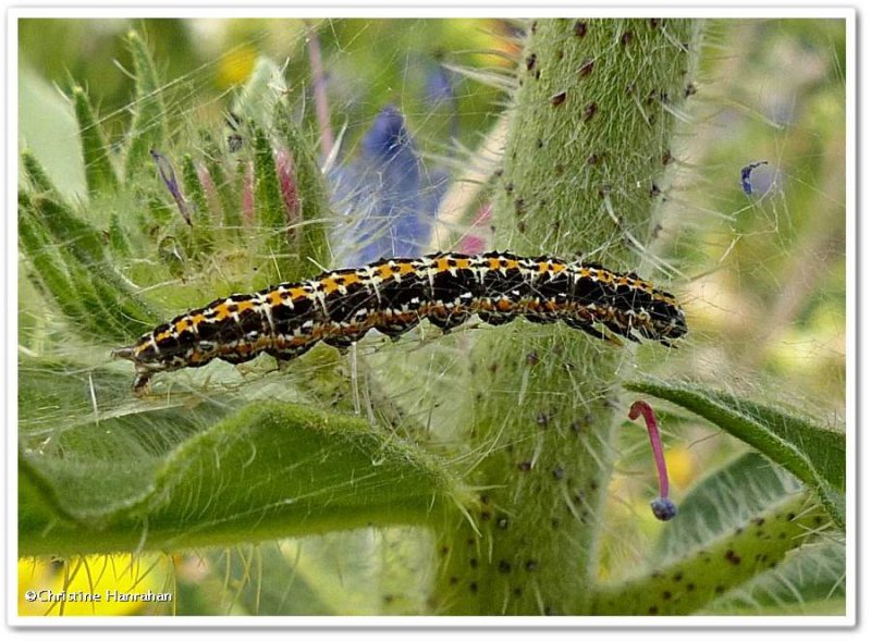 Viper's Bugloss Caterpillar (Ethmia bipunctella), #0986