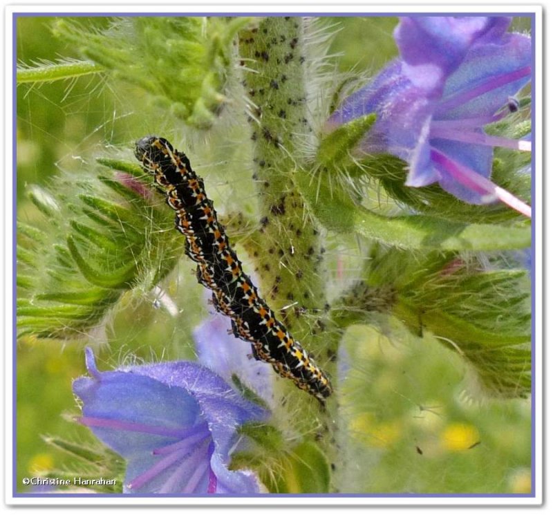 Viper's Bugloss Caterpillar (Ethmia bipunctella), #0986