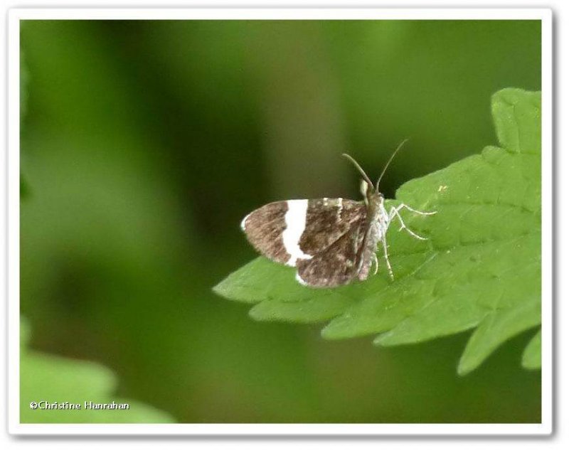 White-striped black moth  (Trichodezia albovittata) ,#7430