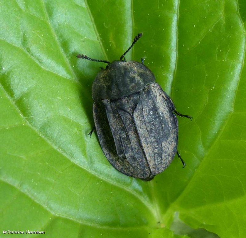 Carrion beetle (Oiceoptoma inaequale)