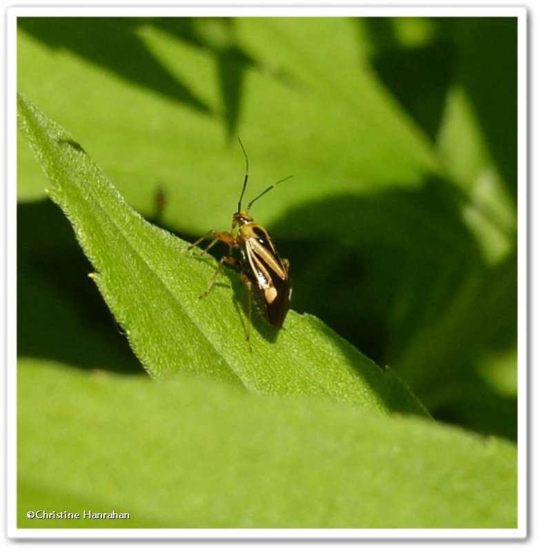 Plant bug (Miridae)