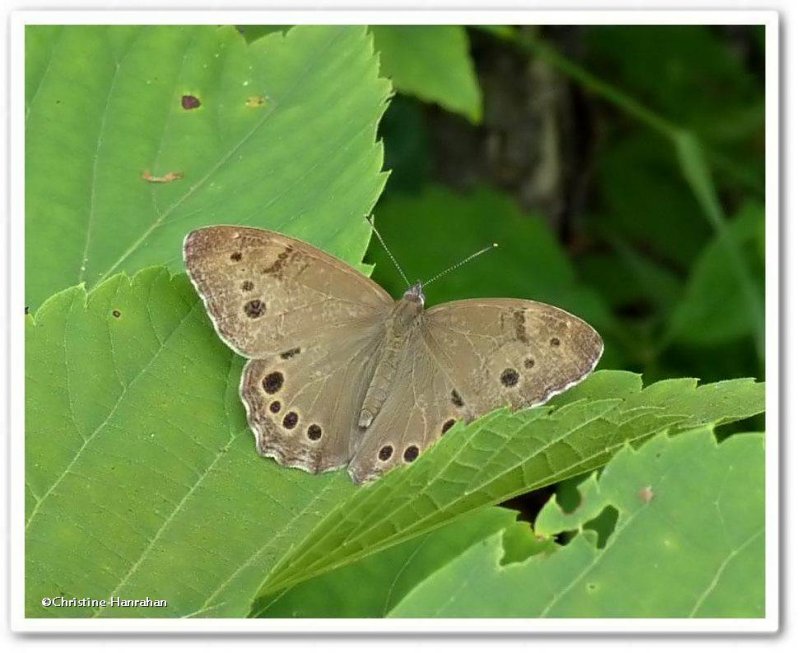 Northern pearly-eye (Lethe anthedon)