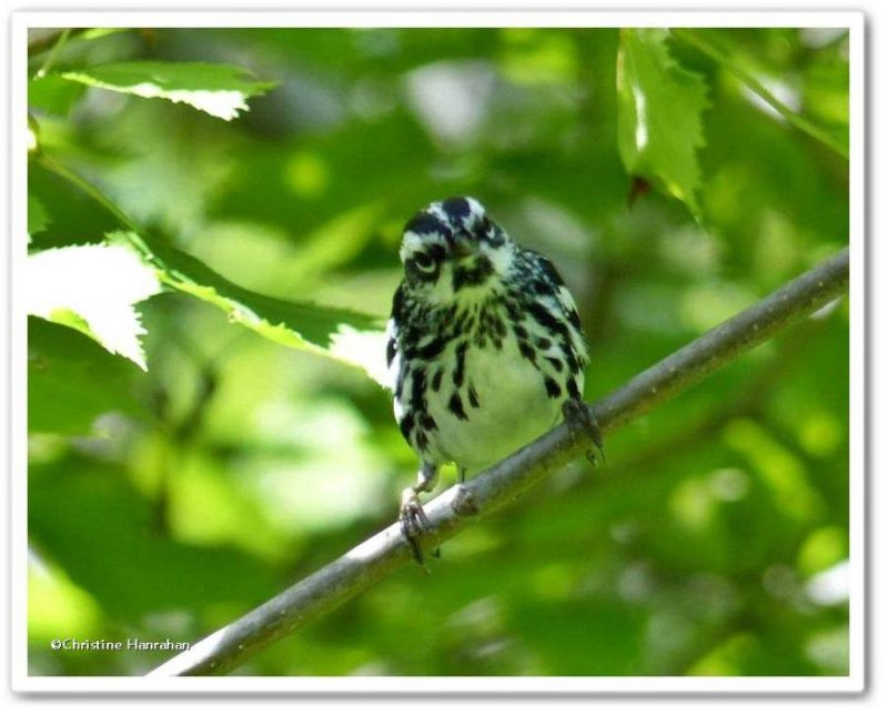 Black-and-white warbler