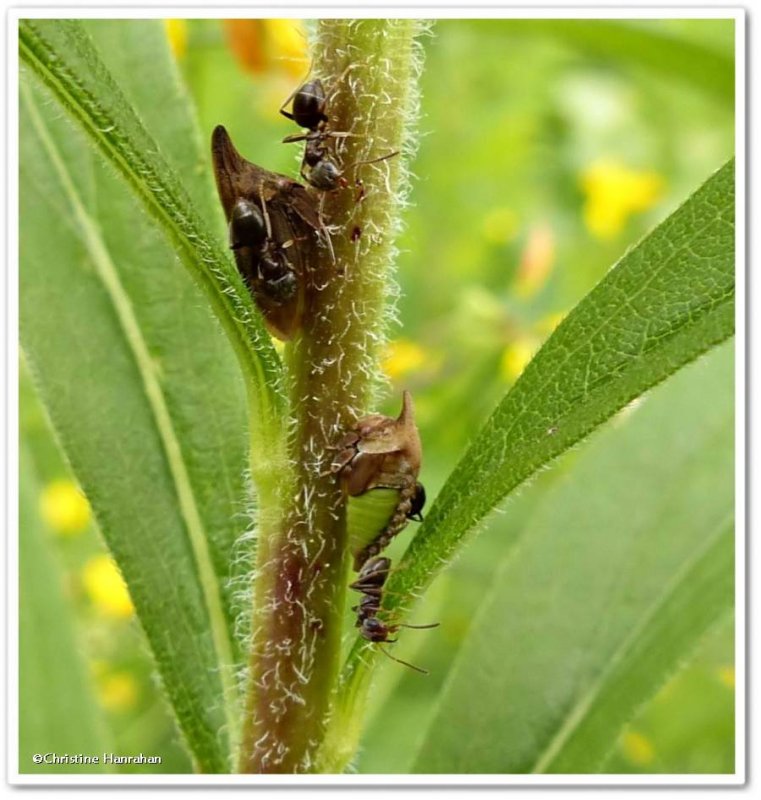 Widefooted Treehopper adult and nymph  (Enchenopa latipes)
