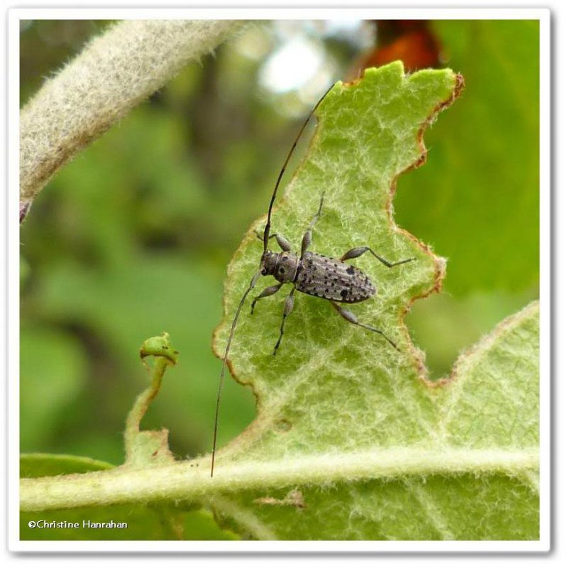  Longhorn beetle (Hyperplatys maculata)
