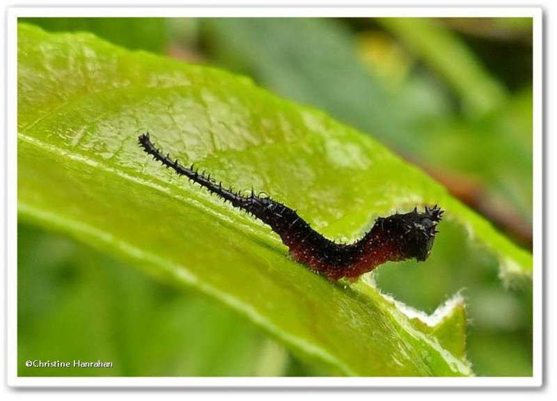 Black-etched prominent moth caterpillar  (Tecmessa scitiscripta), #7942
