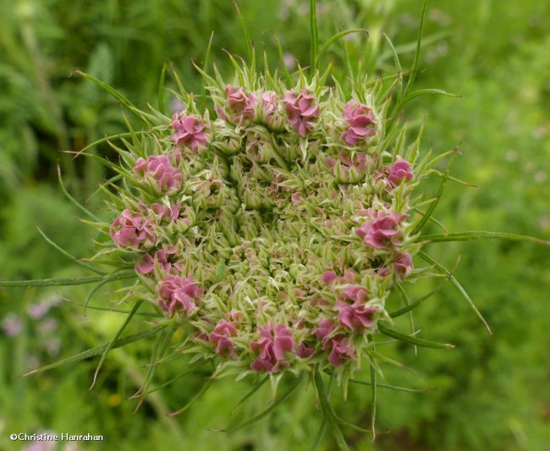 Queen Anne's Lace (Daucus carota)