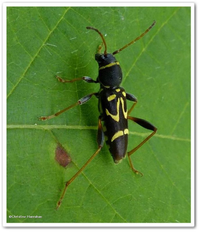 Flower longhorn beetle (Clytus ruricola)