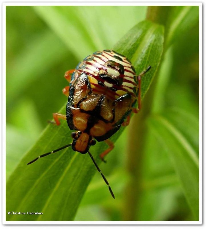 Stink bug nymph (Pentatomidae)