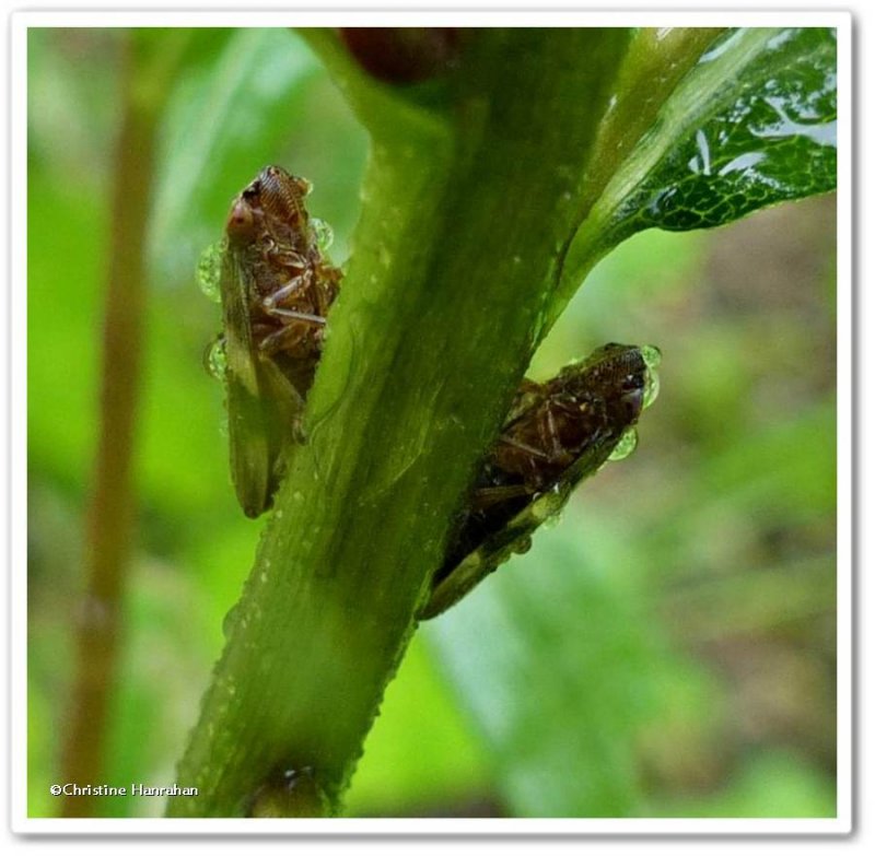 Drenched:  Two spittlebugs in the rain