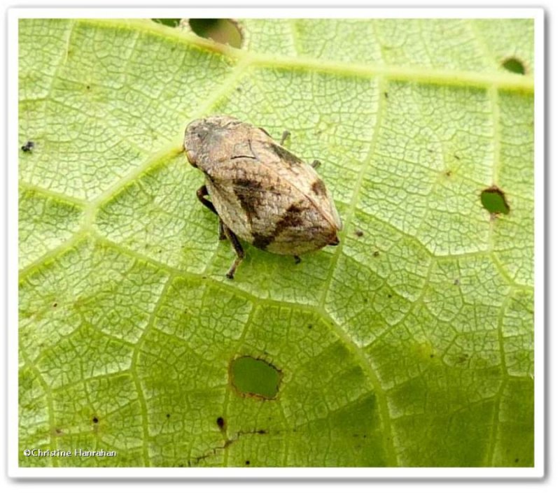 Spittlebug (Lepyronia coleoptrata)