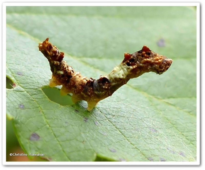Moth caterpillar, possibly Drepana bilineata