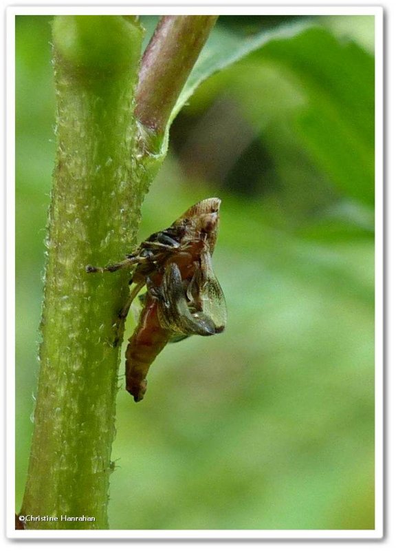 Spittlebug