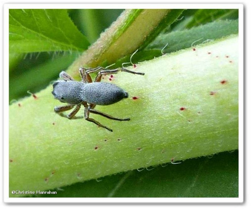 Jumping spider, Tutelina?