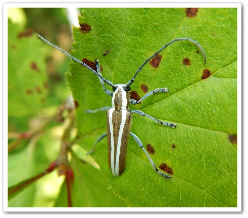 Round-headed apple borer beetle (Saperda candida)