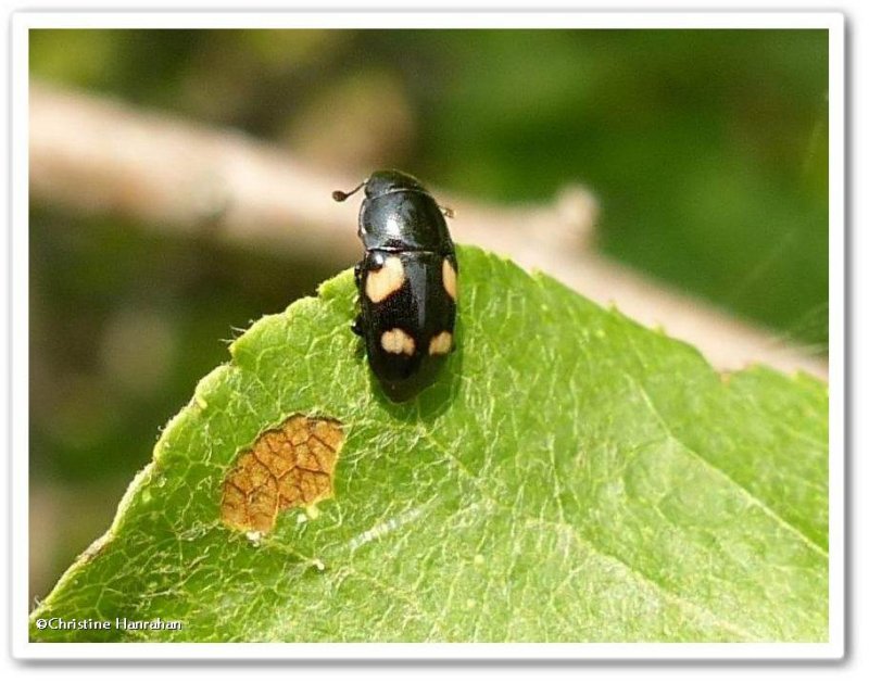 Sap-feeding Beetles (Family: Nitidulidae)