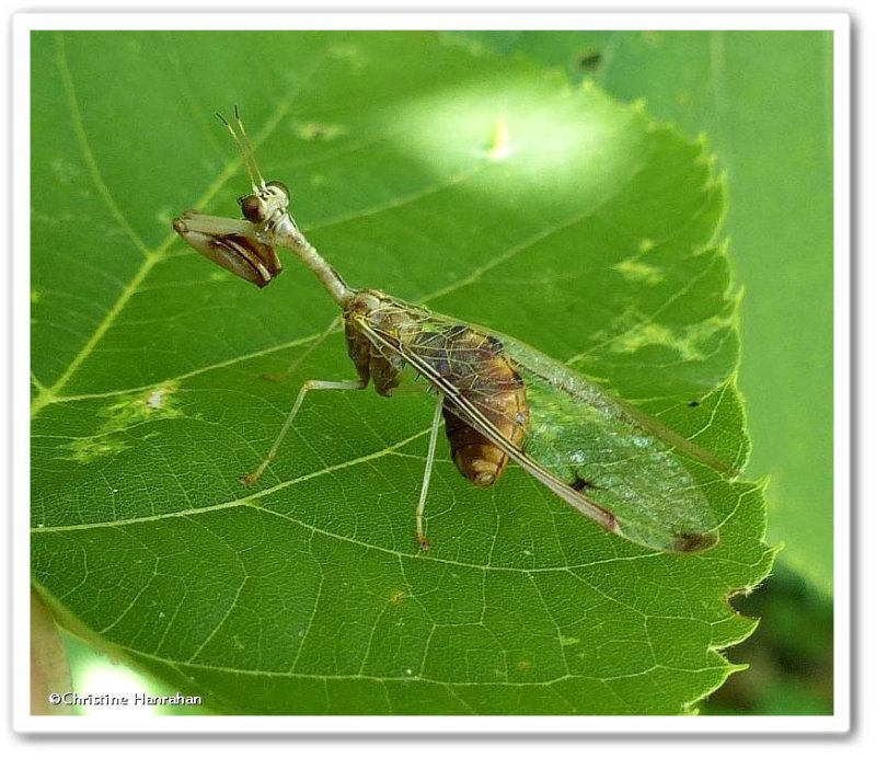 Mantid Lacewings (Family: Mantispidae) of the Reveler Conservation Area