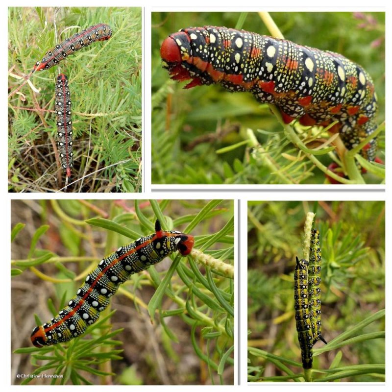 Spurge hawkmoth caterpillars (Hyles euphorbiae), #7892