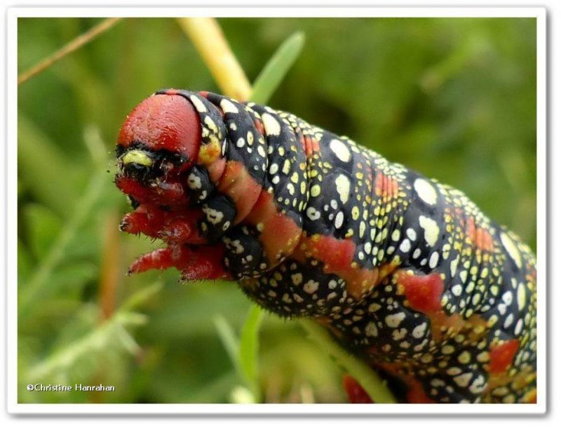 Spurge hawkmoth caterpillar (Hyles euphorbiae), #7892