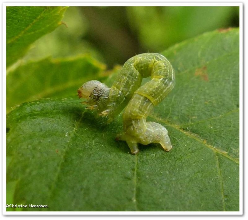 Geometrid caterpillar?