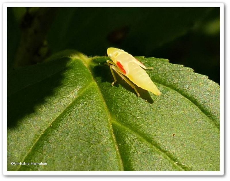 Leafhopper nymph (Graphocephala coccinea)
