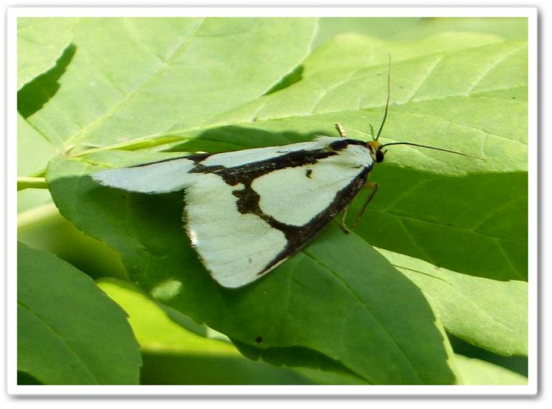 Leconte's haploa moth (Haploa lecontei), #8111