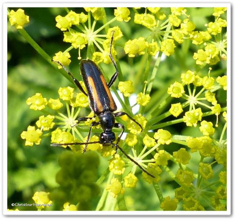 Flower lonhorn beetle (Strangalepta abbreviata)