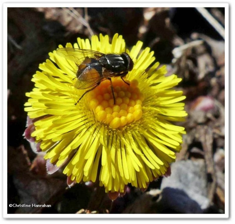 Face fly (Musca autumnalis)