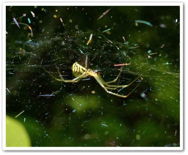 Sheetweb spider (Neriene sp.)