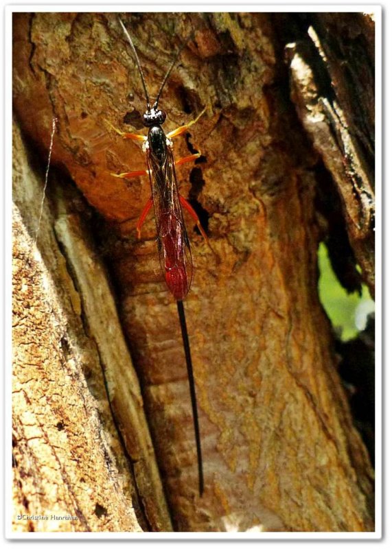 Ichneumonid wasp (Dolichomitus irritator), female