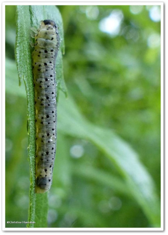 Sawfly larva (Macrophya senacca)