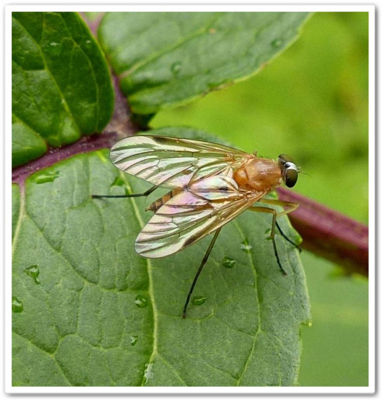 Fly, possibly a Snipe fly (Rhagio hirtus)