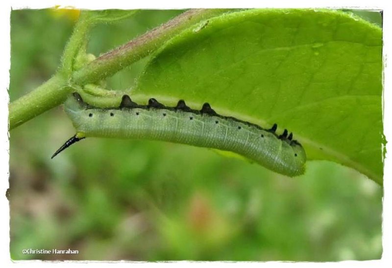 Snowberry Clearwing caterpillar (Hemaris diffinis), #7855