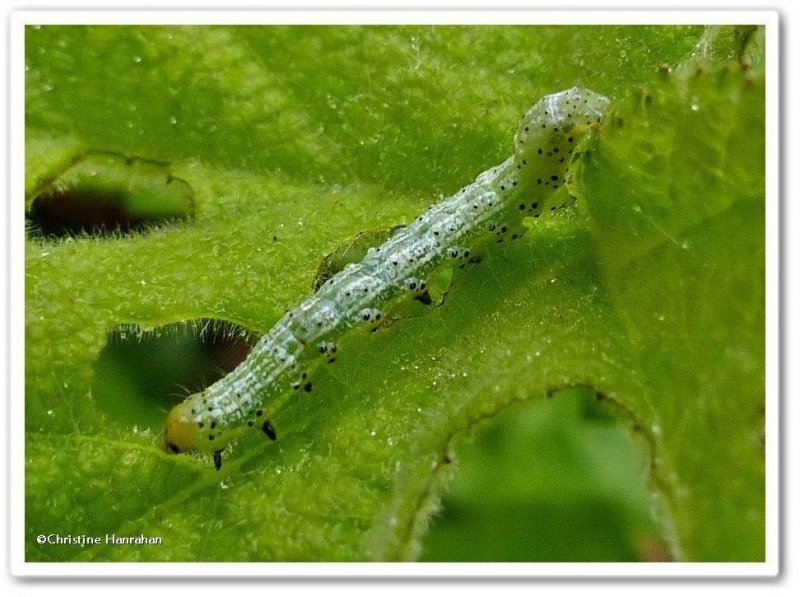 Moth Caterpillar, possibly <em>Pyrrhia</em> species?