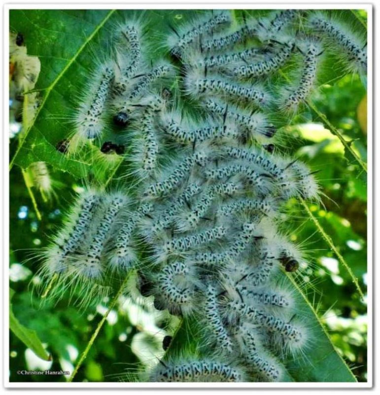 Hickory tussock moth caterpillars (Lophocampa caryae), #8211