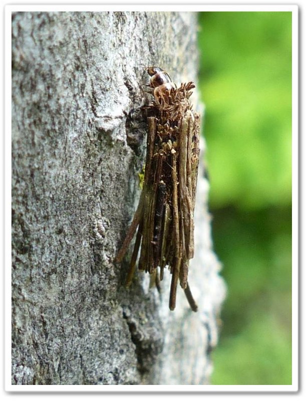Bagworm moth caterpillar (Psyche casta), #0437, larva and larval case