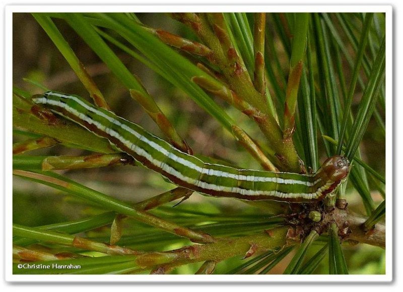 Brown-spotted zale caterpillar (Zale helata), #8704